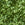 Olive Swatch