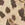 Leopard Butterfly Swatch