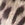 Leopard Swatch