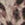 Leopard Swatch
