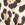 Leopard Swatch