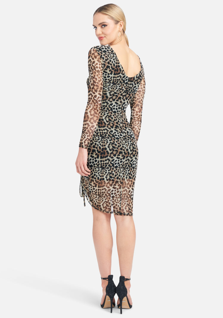 Cheetah
