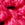 Bright Rose Swatch