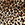 Leopard Swatch