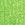 Kiwi Swatch