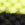 White Alyssum/Sulphur Spring swatch