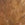 Tan Leopard Swatch