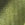 Moss Swatch