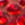 Red Swatch