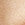 Champagne Swatch