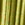 Golden Cypress Swatch