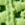 Foliage Swatch